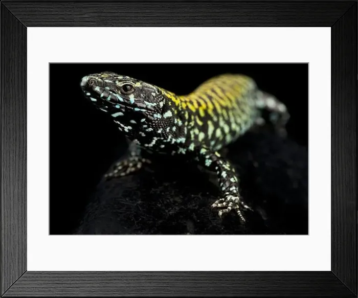Framed Print : Rome Wall lizard (Podarcis muralis nigriventris) Framed Print : Rome Wall lizard (Podarcis muralis nigriventris)