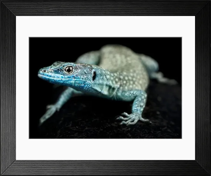 Framed Print : Sharp-snouted rock lizard (Dalmatolacerta oxycephala) Framed Print : Sharp-snouted rock lizard (Dalmatolacerta oxycephala)