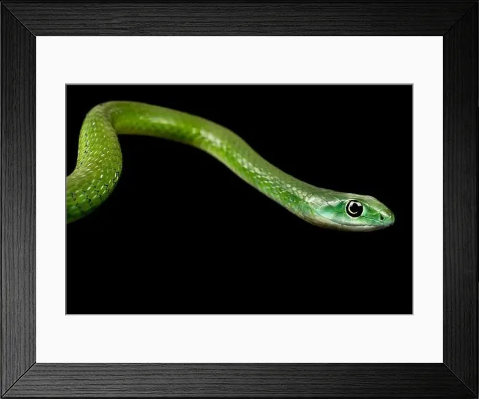 Framed Print : Northern Green Bush Snake (Philothamnus irregularis) Framed Print : Northern Green Bush Snake (Philothamnus irregularis)