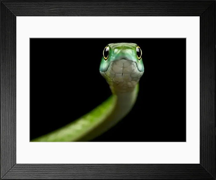 Framed Print : Northern Green Bush Snake (Philothamnus irregularis) Framed Print : Northern Green Bush Snake (Philothamnus irregularis)