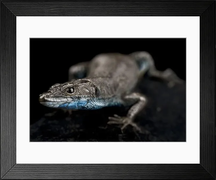 Framed Print : Sharp-snouted rock lizard (Dalmatolacerta oxycephala) Framed Print : Sharp-snouted rock lizard (Dalmatolacerta oxycephala)