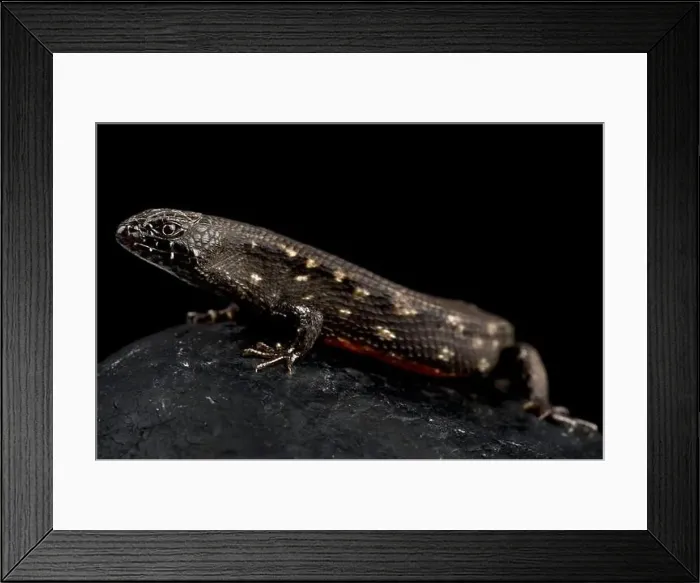 Framed Print : West African water skink (Cophoscincopus simulans) Framed Print : West African water skink (Cophoscincopus simulans)