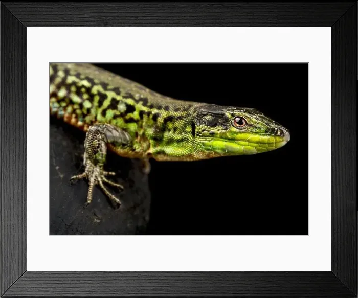 Framed Print : Northern Italian Wall Lizard (Podarcis siculus campestris) Framed Print : Northern Italian Wall Lizard (Podarcis siculus campestris)