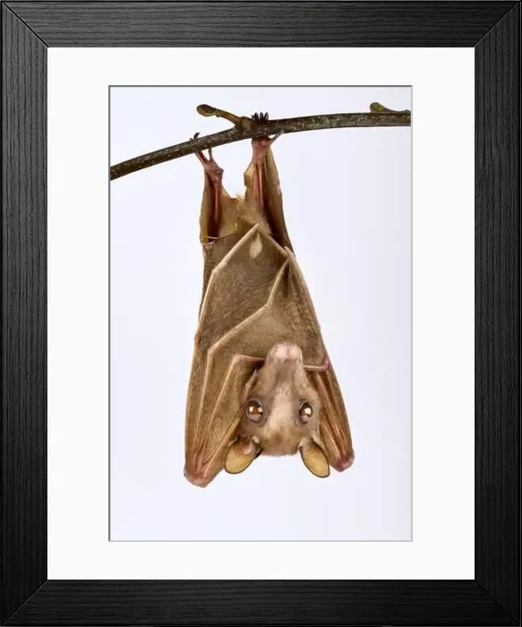 Framed Print : Peters's dwarf epauletted fruit bat (Micropteropus pusillus) Framed Print : Peters's dwarf epauletted fruit bat (Micropteropus pusillus)