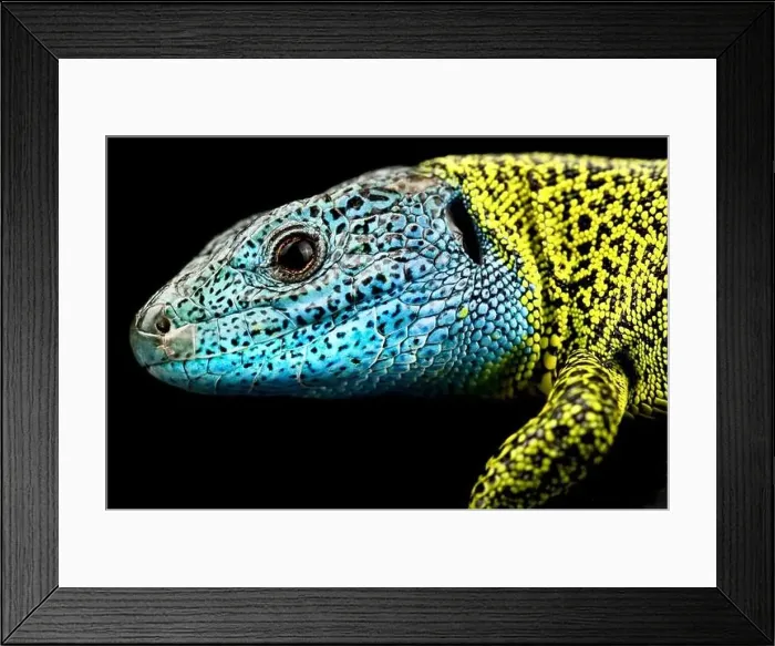 Framed Print : Iberian emerald lizard (Lacerta schreiberi) male Framed Print : Iberian emerald lizard (Lacerta schreiberi) male