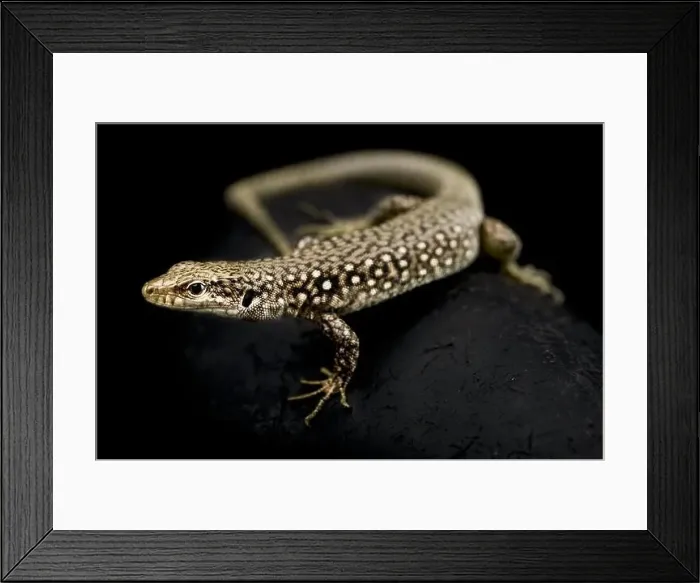 Framed Print : Caucasian rock lizard (Darevskia unisexualis) Framed Print : Caucasian rock lizard (Darevskia unisexualis)