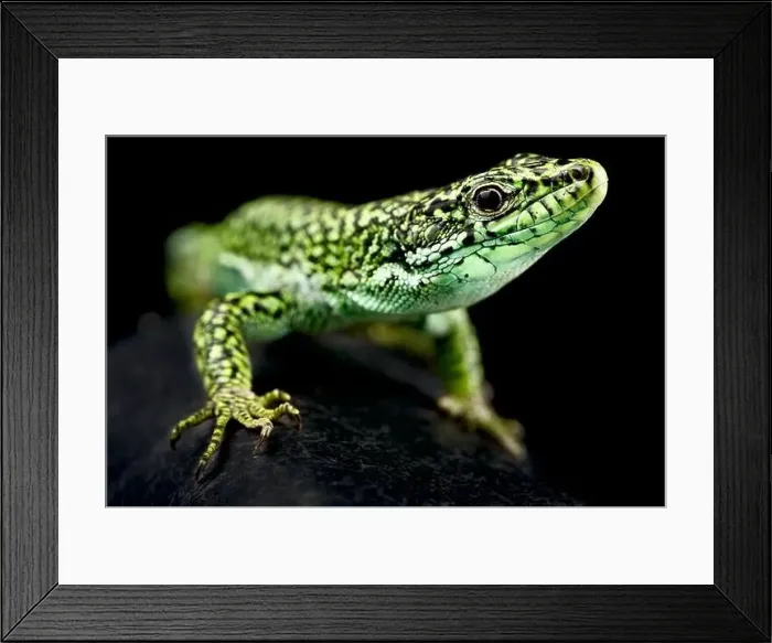 Framed Print : Castillian Rock Lizard (Iberolacerta cyreni castilliana) male Framed Print : Castillian Rock Lizard (Iberolacerta cyreni castilliana) male