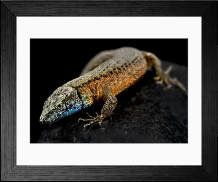 Framed Print : Blue-throated keeled lizard (Algyroides nigropunctatus) male Framed Print : Blue-throated keeled lizard (Algyroides nigropunctatus) male