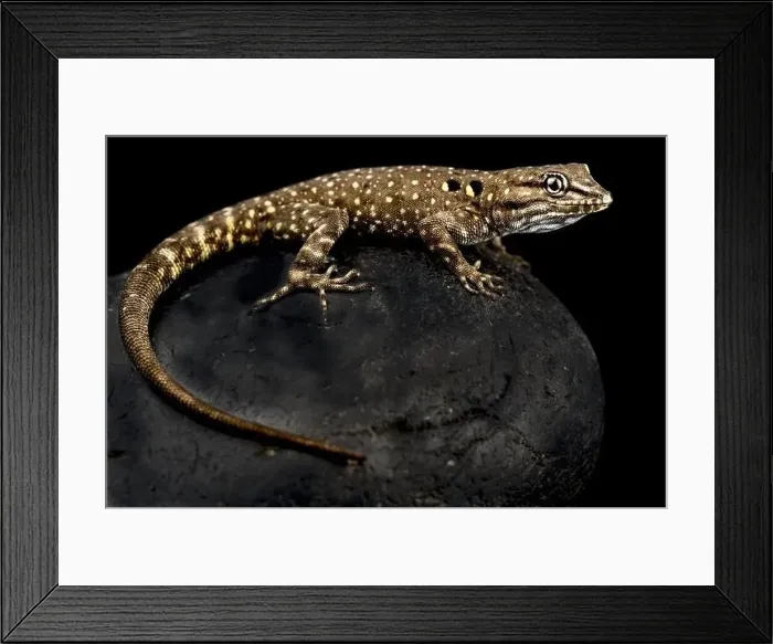 Framed Print : Atlas day gecko (Quedenfeldtia moerens) Framed Print : Atlas day gecko (Quedenfeldtia moerens)