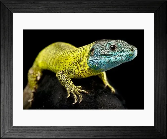 Framed Print : Iberian emerald lizard (Lacerta schreiberi) male Framed Print : Iberian emerald lizard (Lacerta schreiberi) male