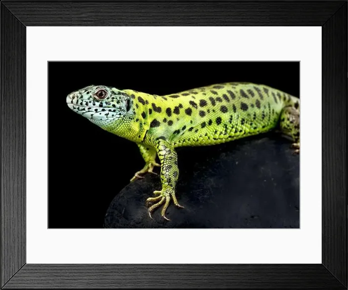 Framed Print : Iberian emerald lizard (Lacerta schreiberi) female Framed Print : Iberian emerald lizard (Lacerta schreiberi) female