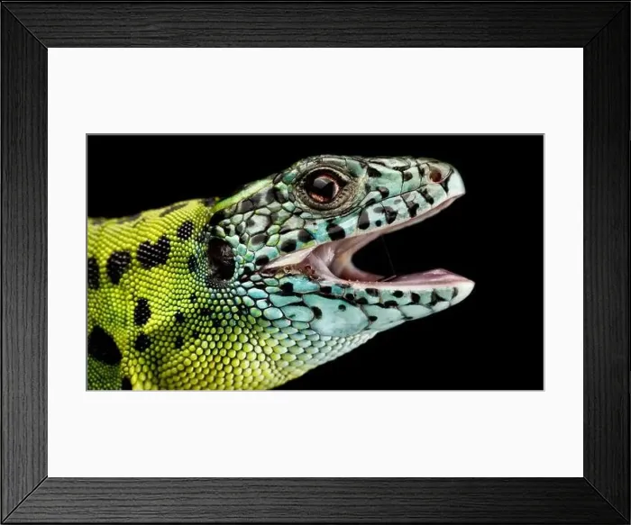 Framed Print : Iberian emerald lizard (Lacerta schreiberi) female