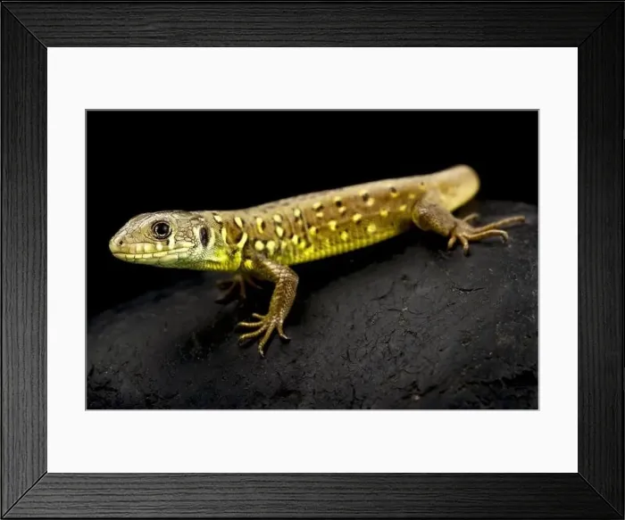 Framed Print : Iberian emerald lizard (Lacerta schreiberi) juvenile Framed Print : Iberian emerald lizard (Lacerta schreiberi) juvenile