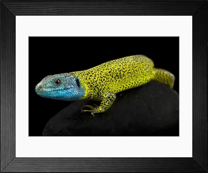 Framed Print : Iberian emerald lizard (Lacerta schreiberi) male Framed Print : Iberian emerald lizard (Lacerta schreiberi) male
