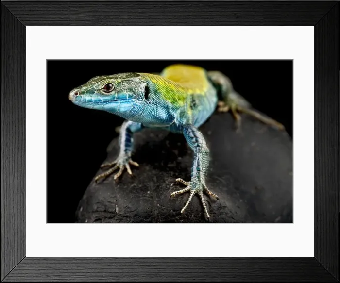 Framed Print : Italian wall lizard (Podarcis siculus klemmeri) Framed Print : Italian wall lizard (Podarcis siculus klemmeri)