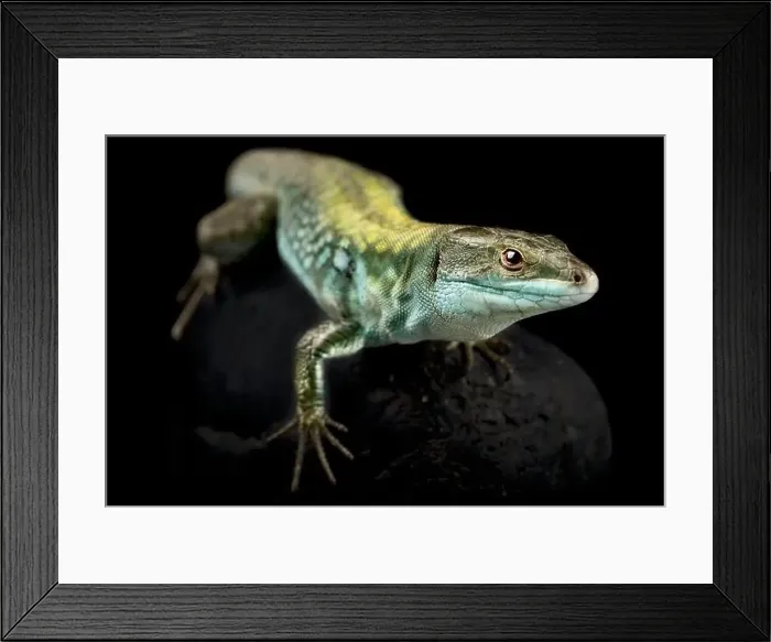Framed Print : Italian wall lizard (Podarcis siculus siculus) male Framed Print : Italian wall lizard (Podarcis siculus siculus) male