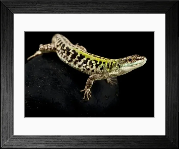 Framed Print : North Italian wall lizard (Podarcis siculus campestris) Framed Print : North Italian wall lizard (Podarcis siculus campestris)