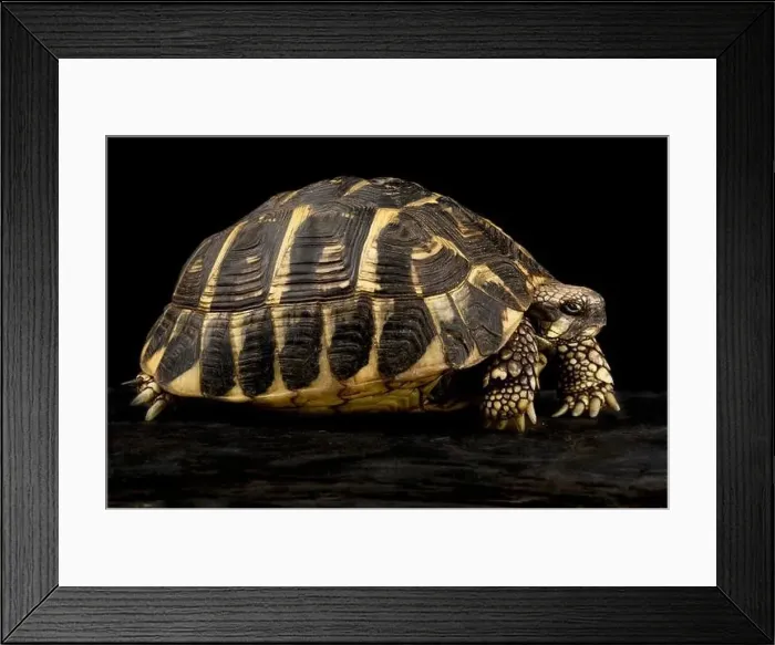 Framed Print : Apulie - Puglia - Italy - dwarf form Framed Print : Apulie - Puglia - Italy - dwarf form