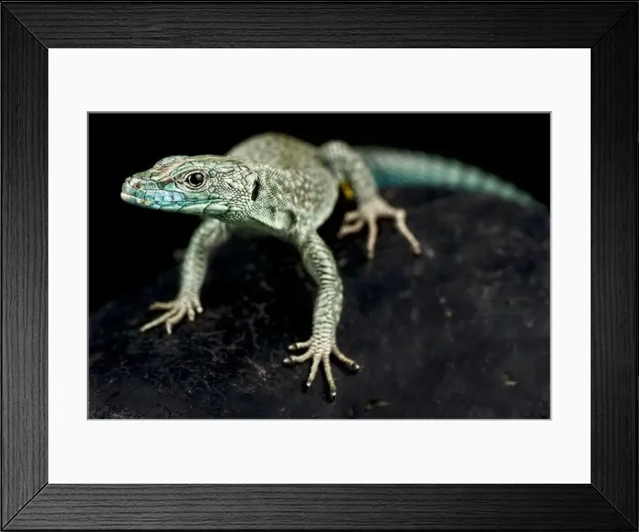 Framed Print : Sharp-snouted rock lizard (Dalmatolacerta oxycephala) Framed Print : Sharp-snouted rock lizard (Dalmatolacerta oxycephala)