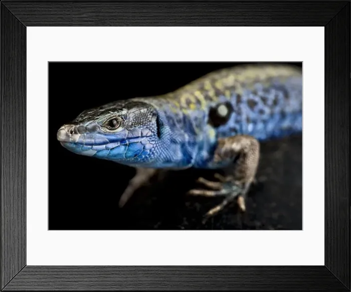 Framed Print : Santo Ianni islet wall lizard (Podarcis sicula paulae)