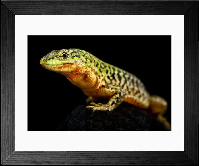 Framed Print : Northern Italian wall lizard (Podarcis siculus campestris) Framed Print : Northern Italian wall lizard (Podarcis siculus campestris)