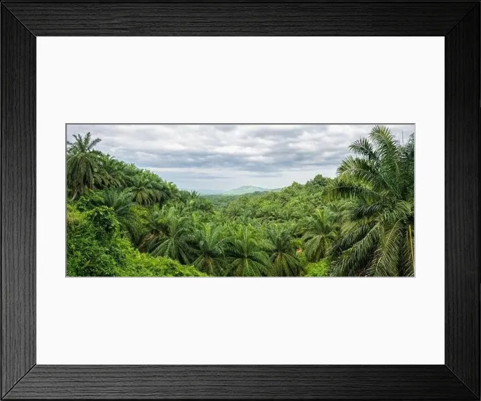 Framed Print : Palm Oil Plantation Adjacent to Tabin Wildlife Reserve, Borneo, Malaysia Framed Print : Palm Oil Plantation Adjacent to Tabin Wildlife Reserve, Borneo, Malaysia