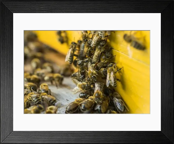Framed Print : From beehive entrancebees creep out Framed Print : From beehive entrancebees creep out