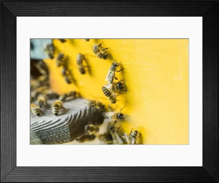 Framed Print : From beehive entrancebees creep out Framed Print : From beehive entrancebees creep out