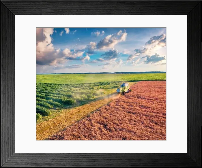 Framed Print : Beautiful countryside scenery. Combine harvester on the field of wheat Framed Print : Beautiful countryside scenery. Combine harvester on the field of wheat