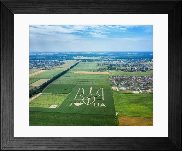 Framed Print : Giant symbol of the country of Ukraine is a trident created by corn sprouts in a corn field Framed Print : Giant symbol of the country of Ukraine is a trident created by corn sprouts in a corn field
