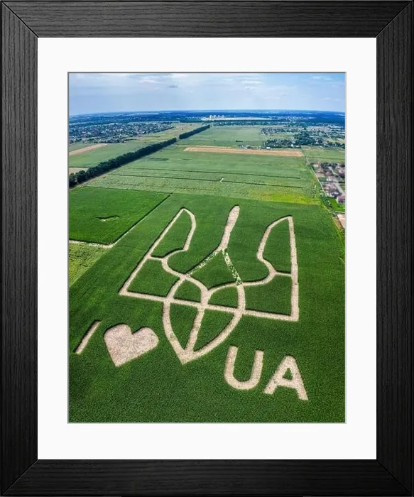 Framed Print : Giant symbol of the country of Ukraine is a trident created by corn sprouts in a corn field Framed Print : Giant symbol of the country of Ukraine is a trident created by corn sprouts in a corn field