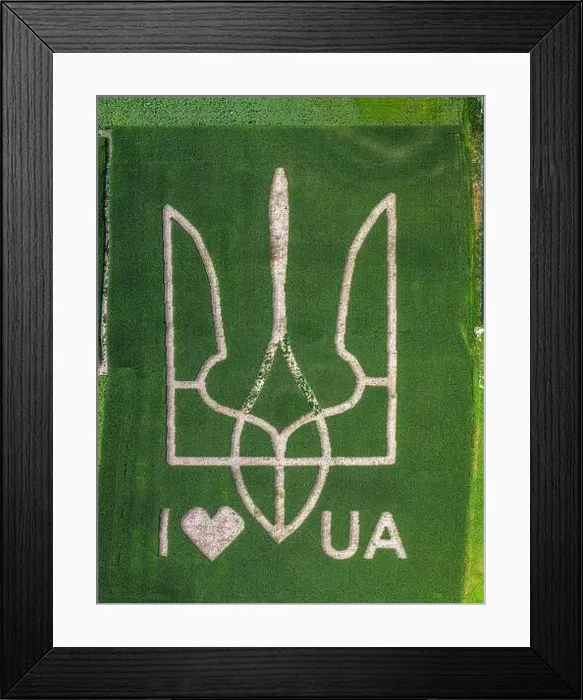 Framed Print : Giant symbol of the country of Ukraine is a trident created by corn sprouts in a corn field Framed Print : Giant symbol of the country of Ukraine is a trident created by corn sprouts in a corn field