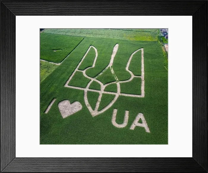 Framed Print : Giant symbol of the country of Ukraine is a trident created by corn sprouts in a corn field Framed Print : Giant symbol of the country of Ukraine is a trident created by corn sprouts in a corn field