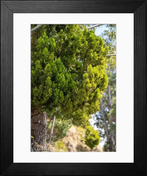 Framed Print : farm surrounded by over a plantation of trees, in a forestry farm, in the bush in the mountains in australia Framed Print : farm surrounded by over a plantation of trees, in a forestry farm, in the bush in the mountains in australia