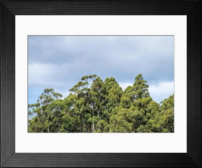 Framed Print : farm surrounded by over a plantation of trees, in a forestry farm, in the bush in the mountains in australia Framed Print : farm surrounded by over a plantation of trees, in a forestry farm, in the bush in the mountains in australia
