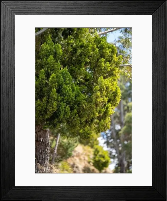 Framed Print : farm surrounded by over a plantation of trees, in a forestry farm, in the bush in the mountains in australia Framed Print : farm surrounded by over a plantation of trees, in a forestry farm, in the bush in the mountains in australia