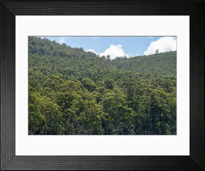 Framed Print : farm surrounded by over a plantation of trees, in a forestry farm, in the bush in the mountains in australia Framed Print : farm surrounded by over a plantation of trees, in a forestry farm, in the bush in the mountains in australia
