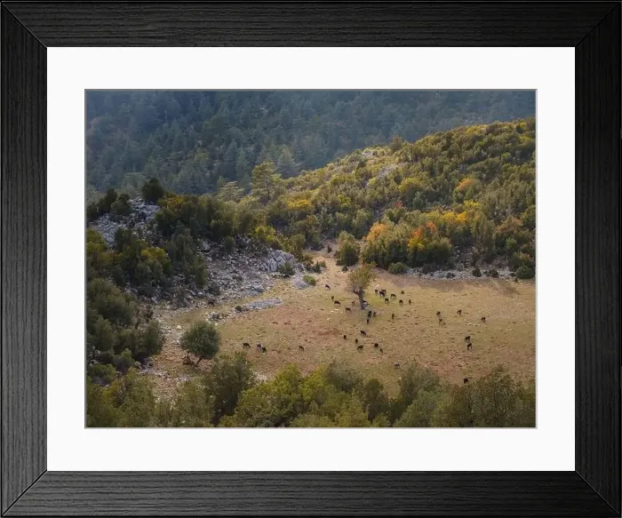 Framed Print : Sunset light over hills around of the Babadag mountain Turkey with herd of goats Framed Print : Sunset light over hills around of the Babadag mountain Turkey with herd of goats