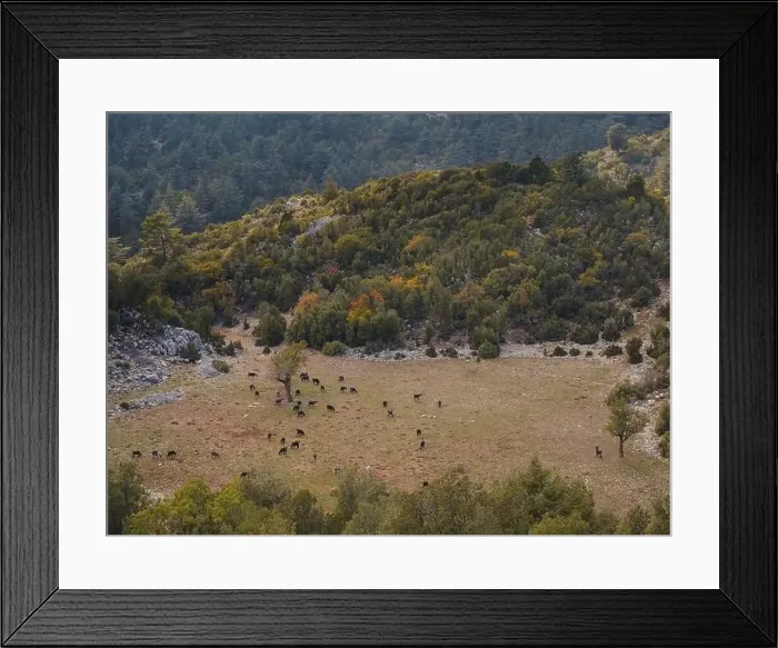 Framed Print : Sunset light over hills around of the Babadag mountain Turkey with herd of goats Framed Print : Sunset light over hills around of the Babadag mountain Turkey with herd of goats
