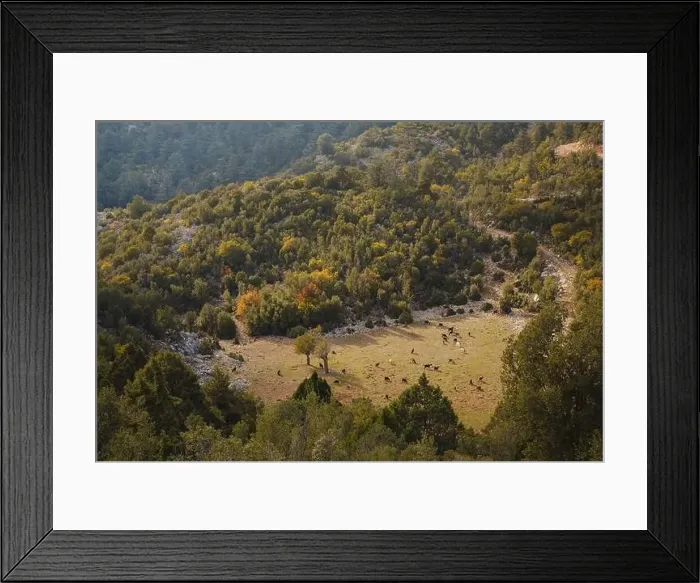 Framed Print : Sunset light over hills around of the Babadag mountain Turkey with herd of goats Framed Print : Sunset light over hills around of the Babadag mountain Turkey with herd of goats