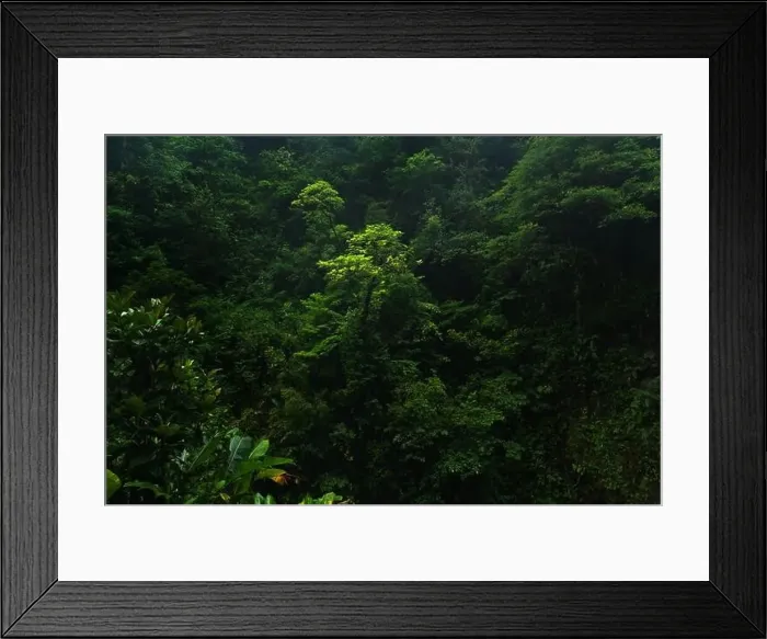 Framed Print : Drone view of green trees growing in rainy forest on gloomy day in Costa Rica Framed Print : Drone view of green trees growing in rainy forest on gloomy day in Costa Rica