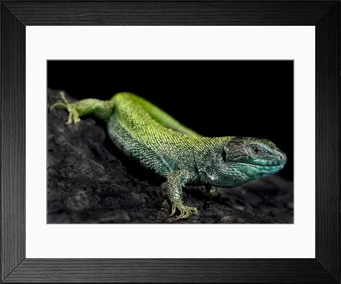 Framed Print : Black headed sand lizard (Lacerta agilis exigua) Framed Print : Black headed sand lizard (Lacerta agilis exigua)