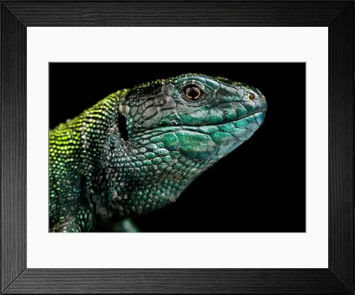 Framed Print : Black headed sand lizard (Lacerta agilis exigua) Framed Print : Black headed sand lizard (Lacerta agilis exigua)
