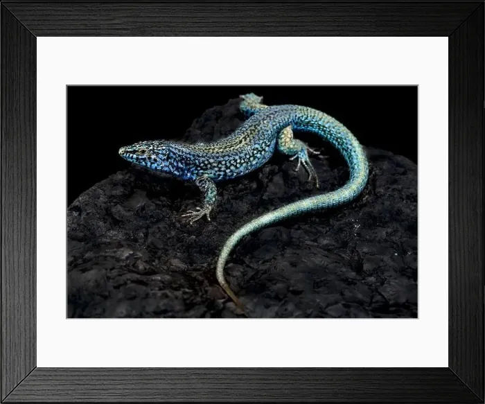 Framed Print : Esparto island lizard (Podarcis pityusensis kamerianus) Framed Print : Esparto island lizard (Podarcis pityusensis kamerianus)