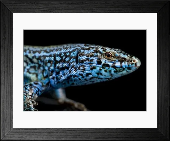 Framed Print : Esparto island lizard (Podarcis pityusensis kamerianus) Framed Print : Esparto island lizard (Podarcis pityusensis kamerianus)