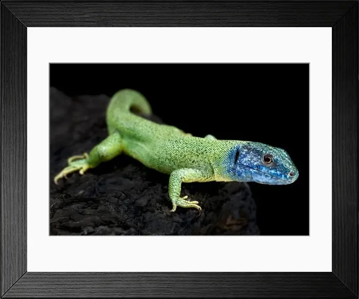 Framed Print : European green lizard (Lacerta viridis) Framed Print : European green lizard (Lacerta viridis)