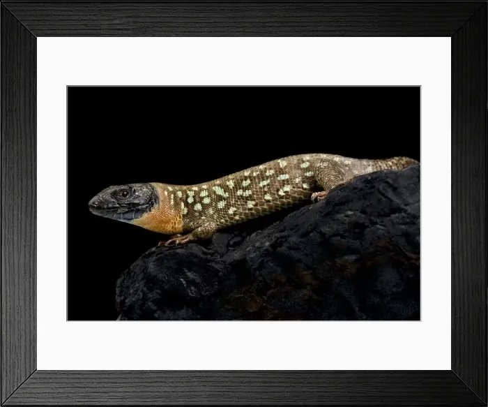 Framed Print : Kurdistanian occulted lizard (Timon kurdistanicus) Framed Print : Kurdistanian occulted lizard (Timon kurdistanicus)