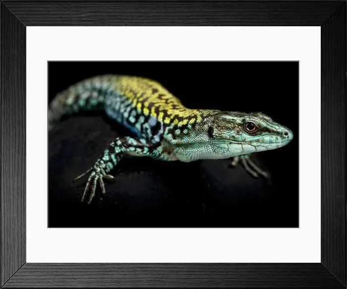 Framed Print : Italian wall lizard (Podarcis siculus siculus) Framed Print : Italian wall lizard (Podarcis siculus siculus)