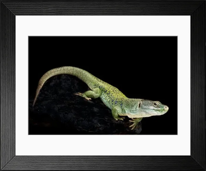Framed Print : Iberian occulted lizard (Timon lepidus)