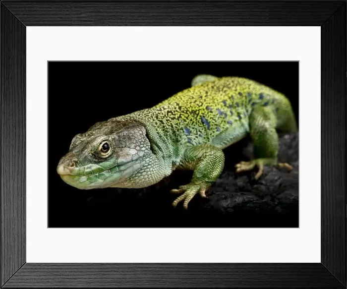 Framed Print : Iberian occulted lizard (Timon lepidus) Framed Print : Iberian occulted lizard (Timon lepidus)